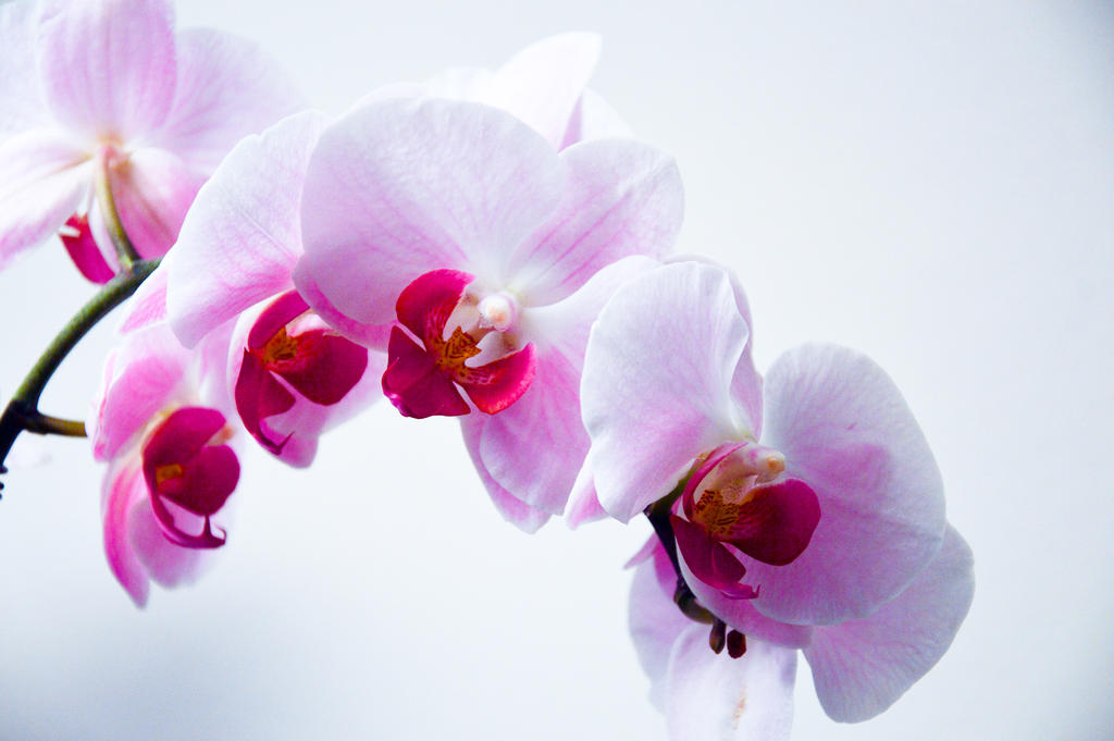 红白植物清新唯美大束蝴蝶兰特写鲜花装饰特写背景图片
