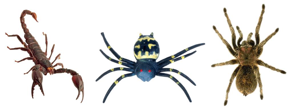 蝎 蜘蛛 狼蛛  蜘蛛人玩具 恶毒的小动物