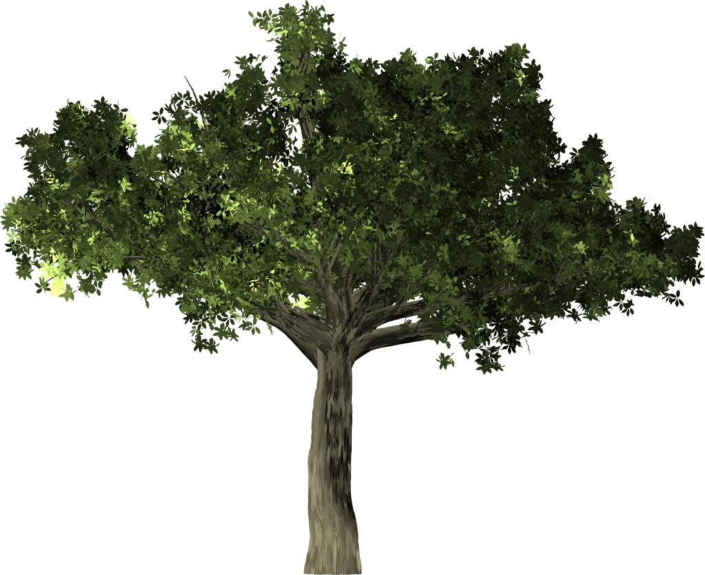 榕 树 植物 孤立 小叶榕 悦榕庄 中国榕树 马来亚榕树