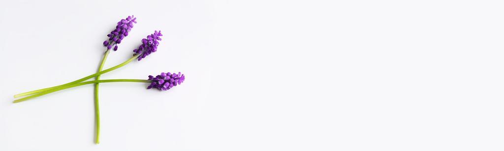 白色园艺纹理美丽的紫色小花背景图片