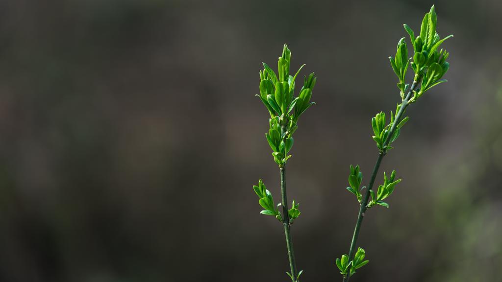 背景 性质 模式 桌面背景 植物 芽 绿色 散景
