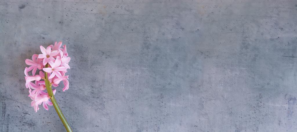 自然景物野外自然植物朵清新背景图片