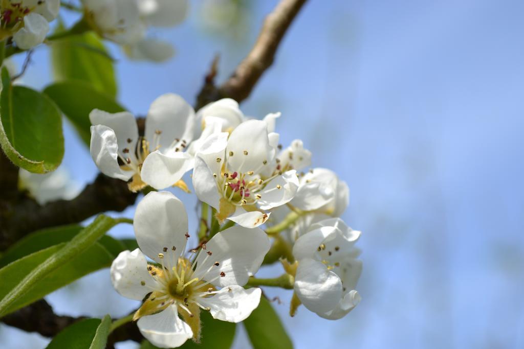 梨花 花 春 自然 开花 花园 盛开 花的 树 花瓣