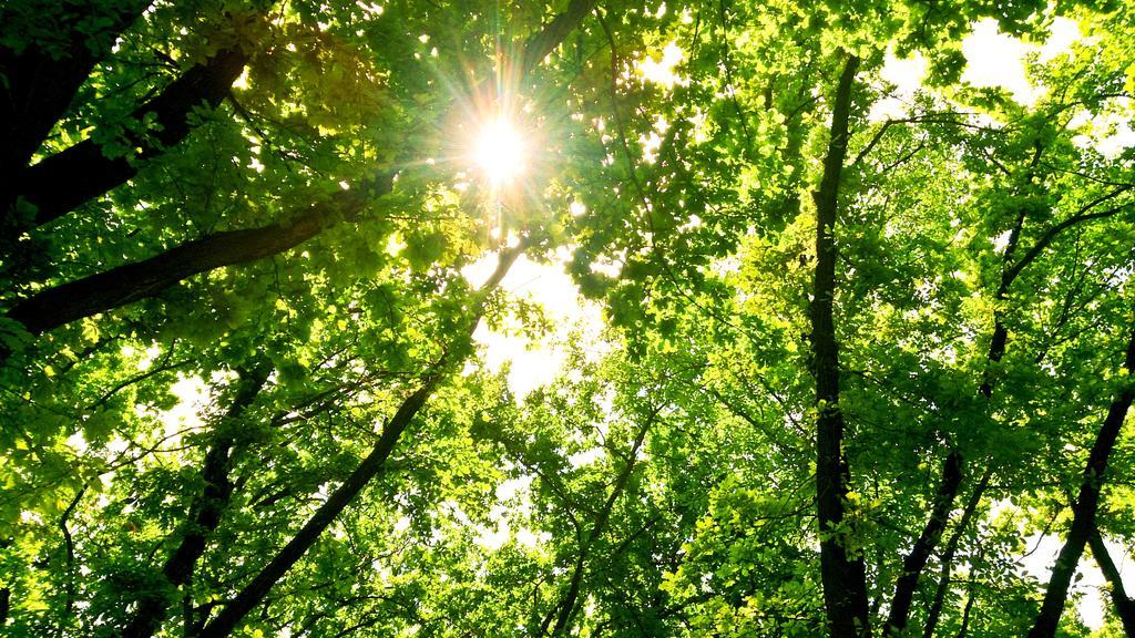 春天的树林绿色植物环境森林树林大树清新自然仰拍太阳照耀阳光背景图片