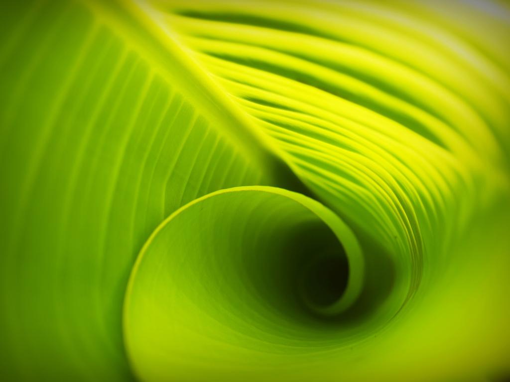 绿色植物纹理绿色的卷曲叶子背景图片