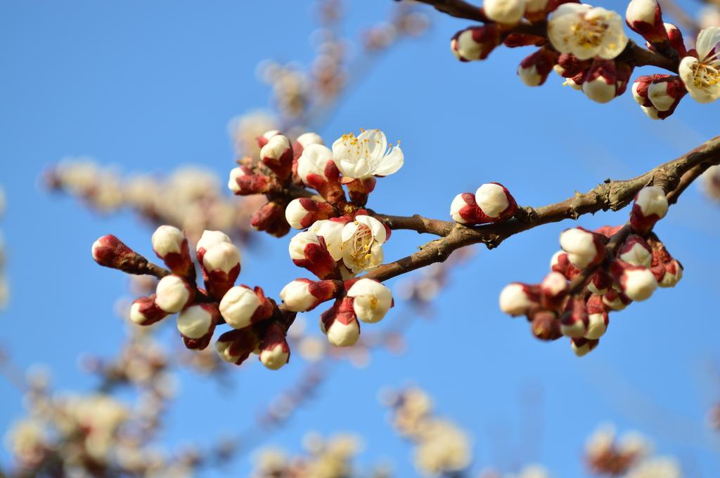 桃花 西安 春天 花开 春光