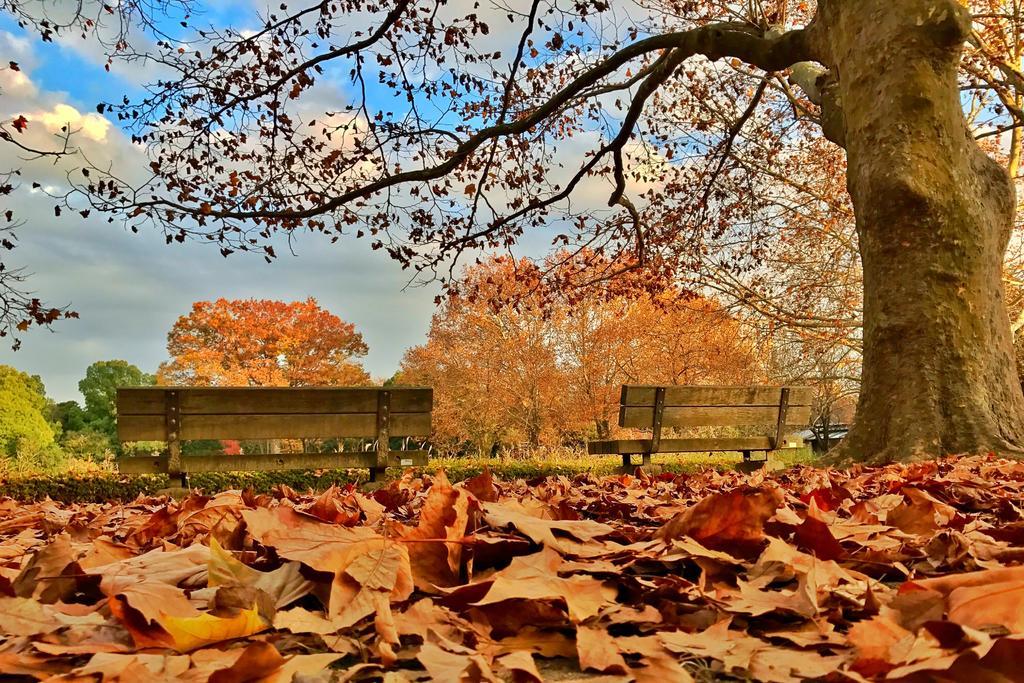 黄色唯美秋天黄昏落叶璀璨深秋风景背景图片