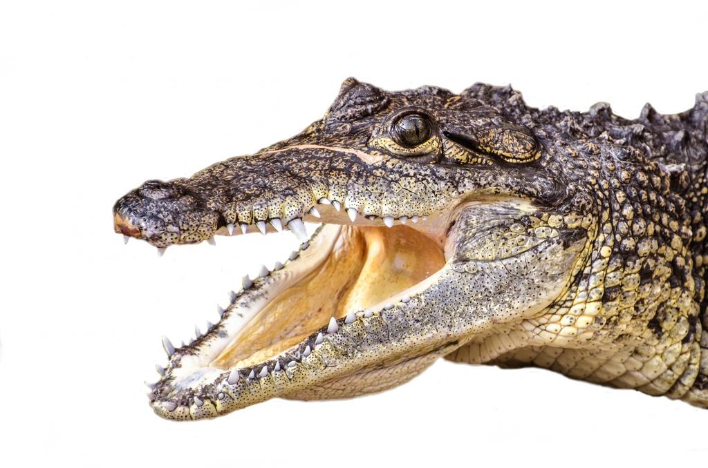 沼泽 吻 冷 威胁 河 食肉 crocodilia 鳄鱼 鳄