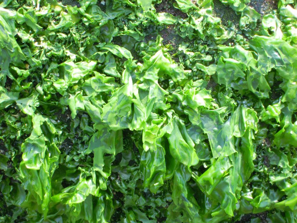 海藻 石蓴 sea lettuce ulva lactuca