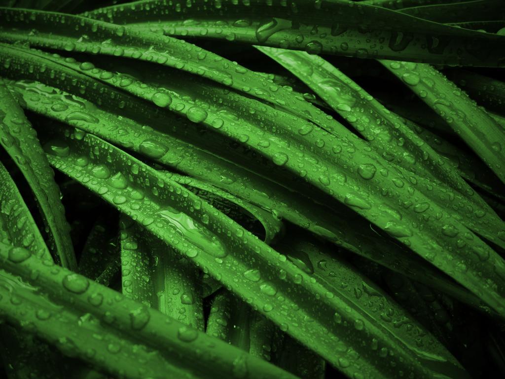 清明节 清明植物 草 绿色 叶 滴 滴水滴 性质 滴雨 壁纸 桌面壁纸