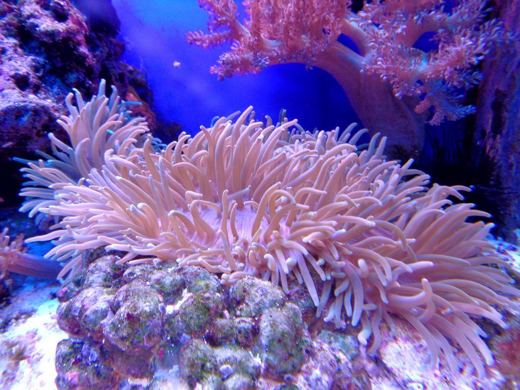 珊瑚 沙洲 水族馆 海 礁 水 海洋 海葵  鱼