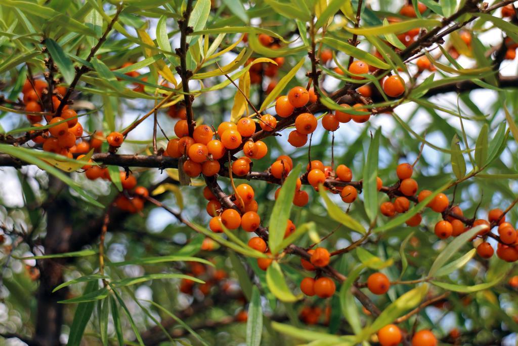 广告清新沙棘水果浆果背景图片