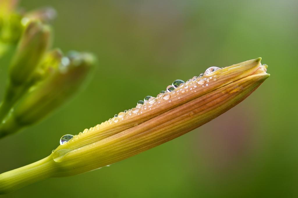 黄花菜 萱草黄花菜 萱草 黄花菜植物