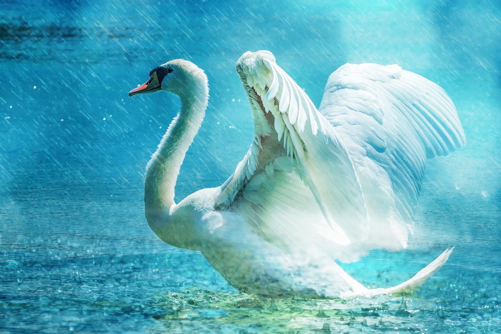 蓝白动物高贵水雾下娥展翅的白天鹅动物天鹅梦幻背景图片