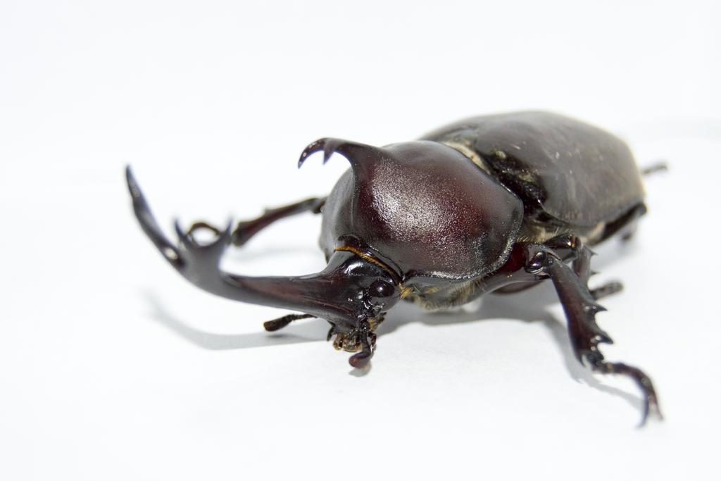 独角仙 动物 昆虫