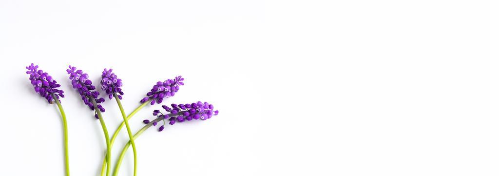 紫色园艺纹理紫色可爱小花背景图片