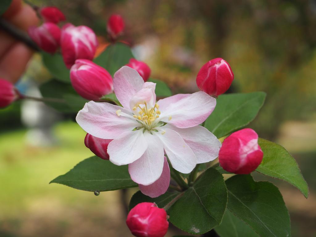 海棠花 春天 校园