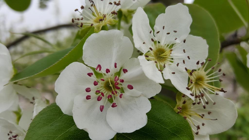 春游 梨花 景色