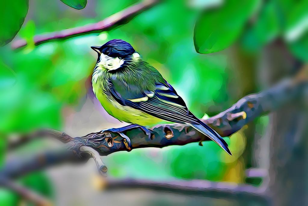 山雀 春天 夏季 鸟 喙 钢笔 羽毛 嗉 小鸟 花园
