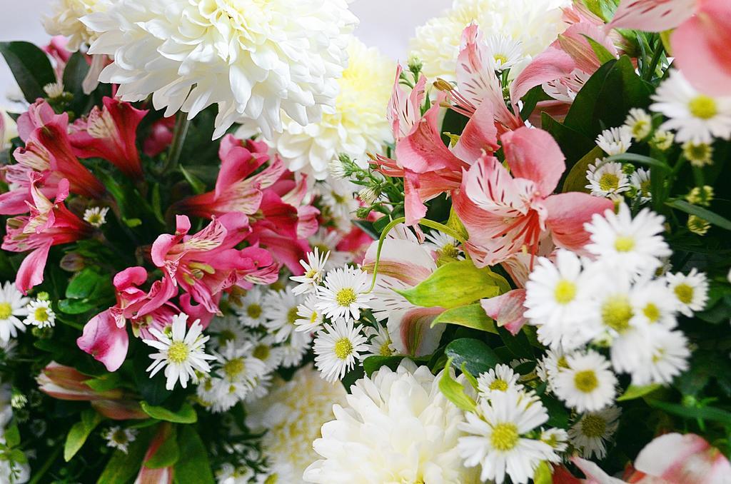 鲜花 自然 花的 春天的花朵 花卉背景 装修 花瓣