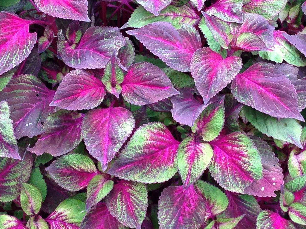 紫苏 达拉斯 叶子 自然 植物 花 绿色 紫色