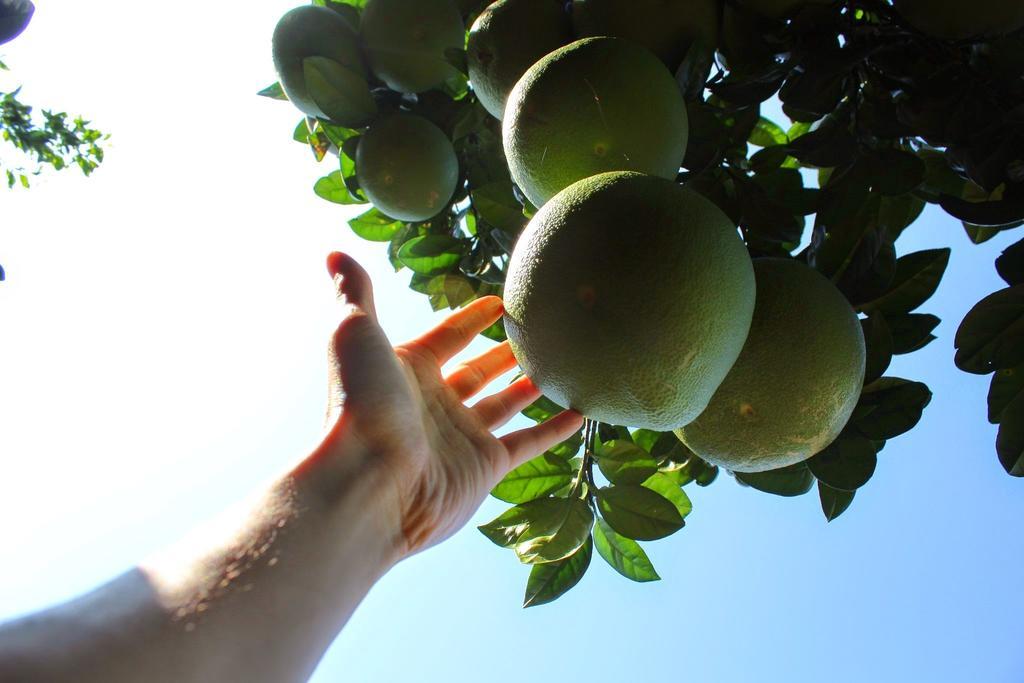 旅游自然花园采摘水果背景图片