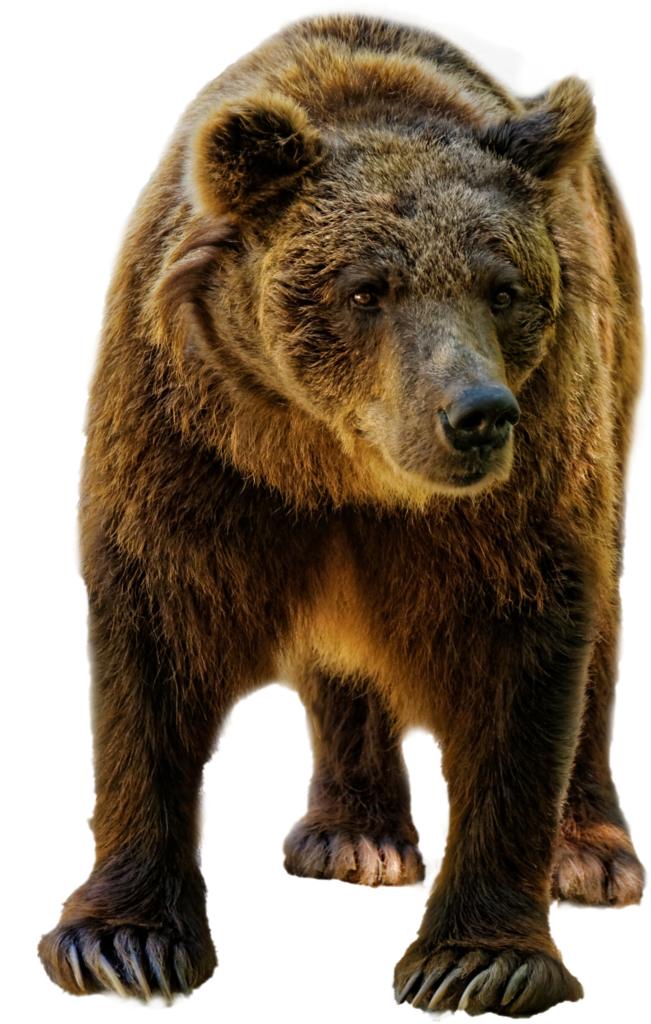 熊 棕色 野生 野生动物 动物 哺乳动物 孤立 透明
