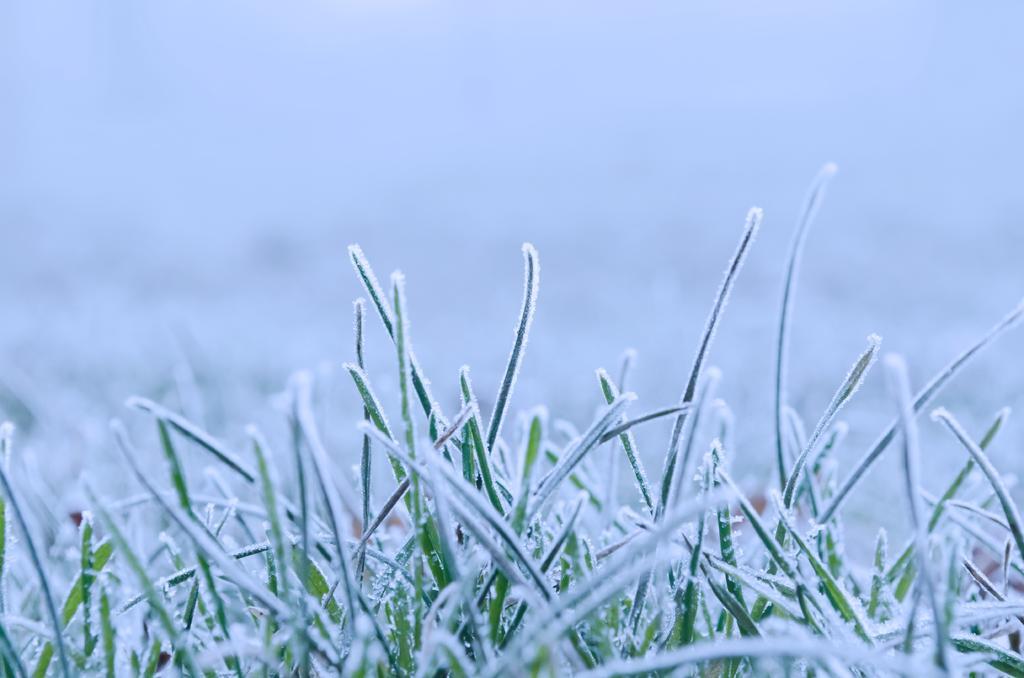冬天 雪 季节 自然 特写 冻结 白 冰 霜 秸秆 结霜