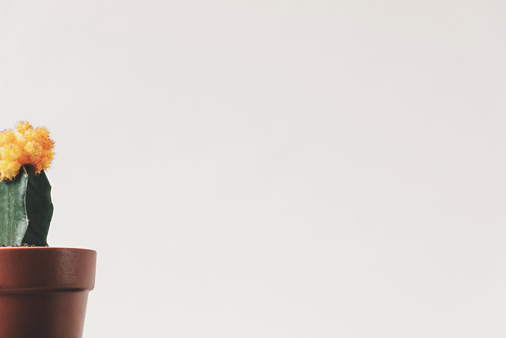 植物唯美盆栽背景图片