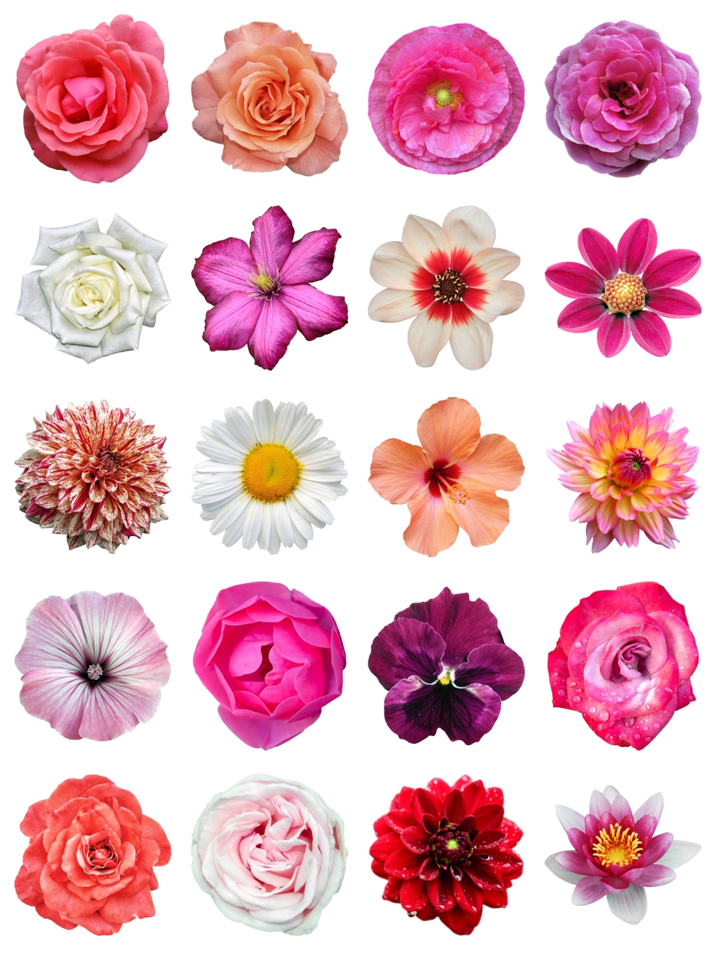 20个真实花朵素材