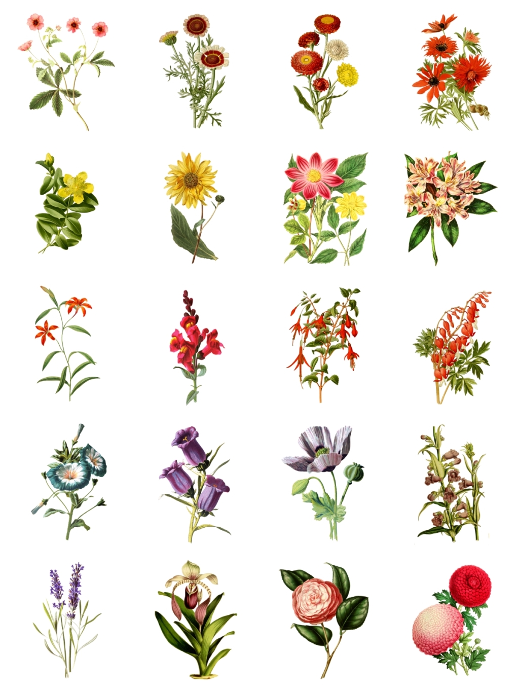 20个手绘花朵素材