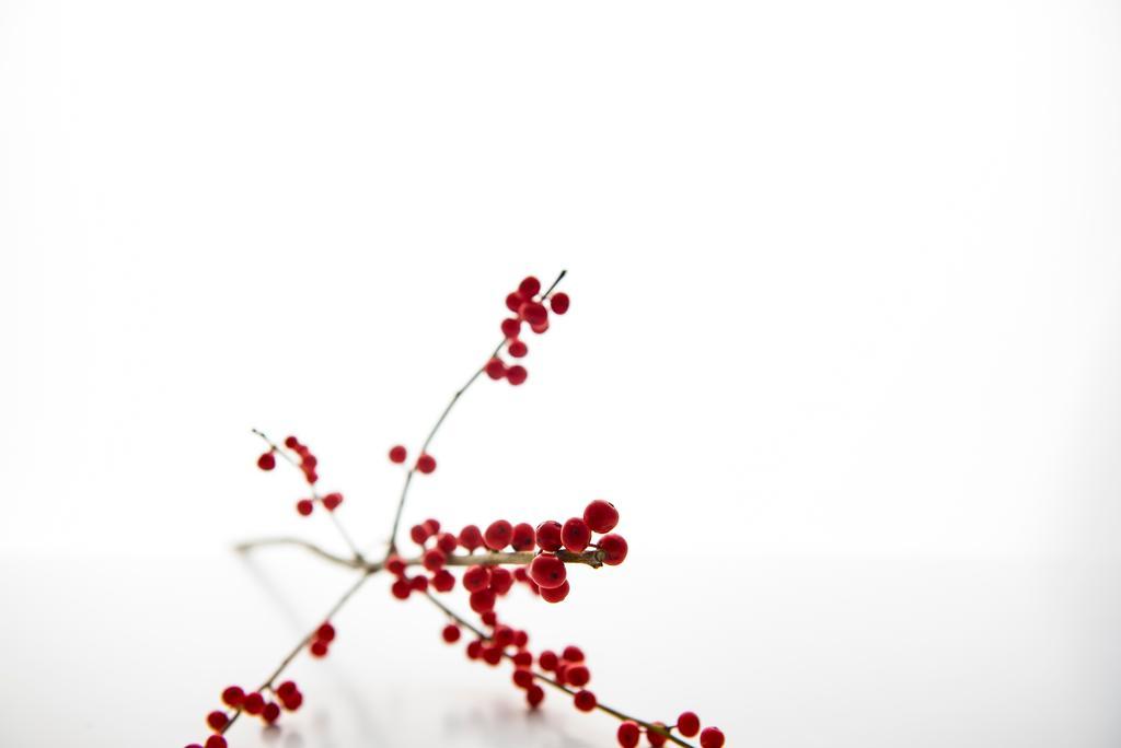 美丽花朵清新极简背景图片