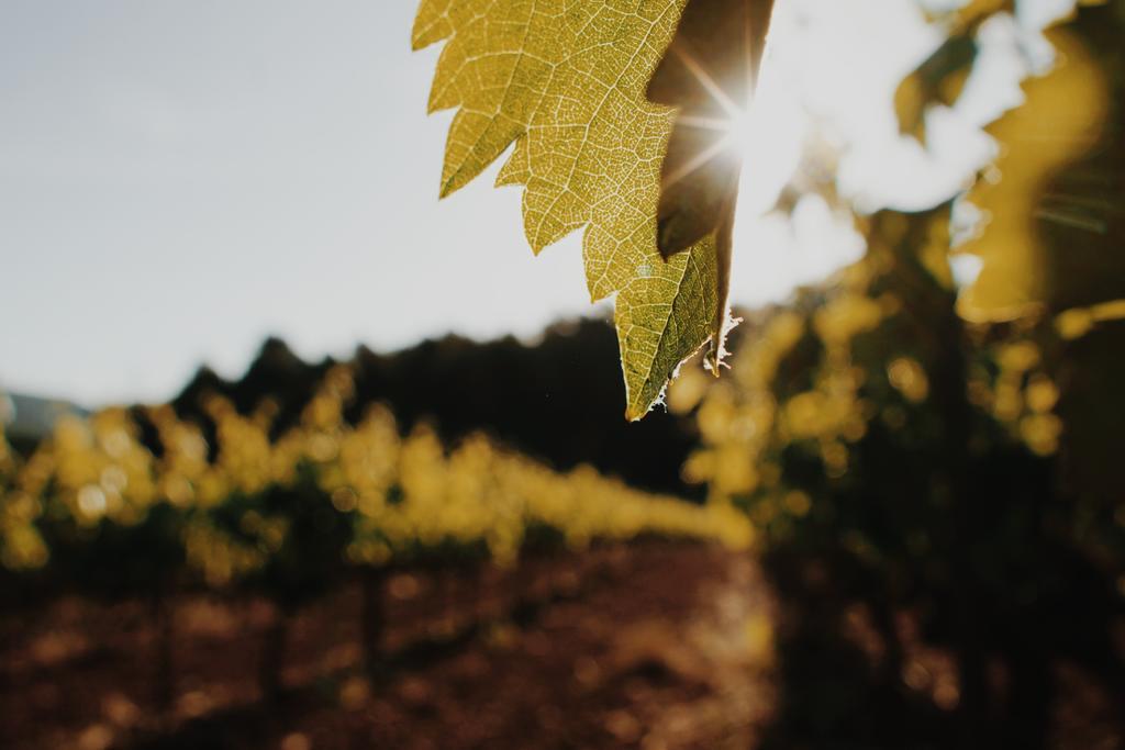 清晨的阳光和绿叶背景图片