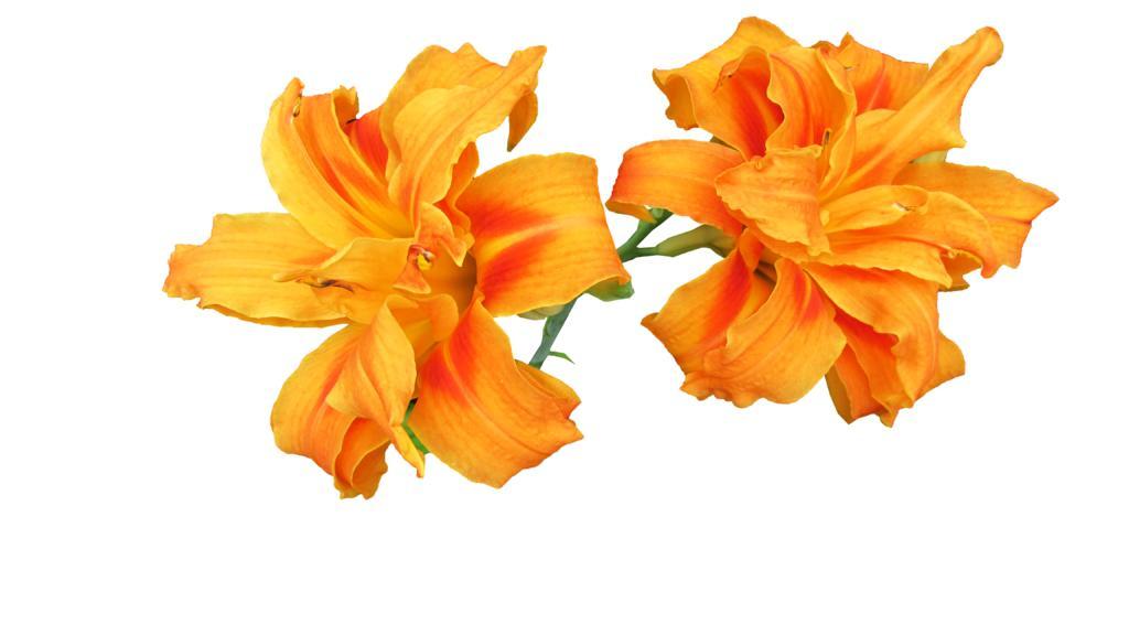 黄花菜 花 切断