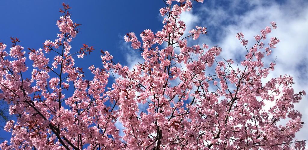 樱花盛开 春天 开花 花园 我们的性格 树 鲜花 春天的花朵