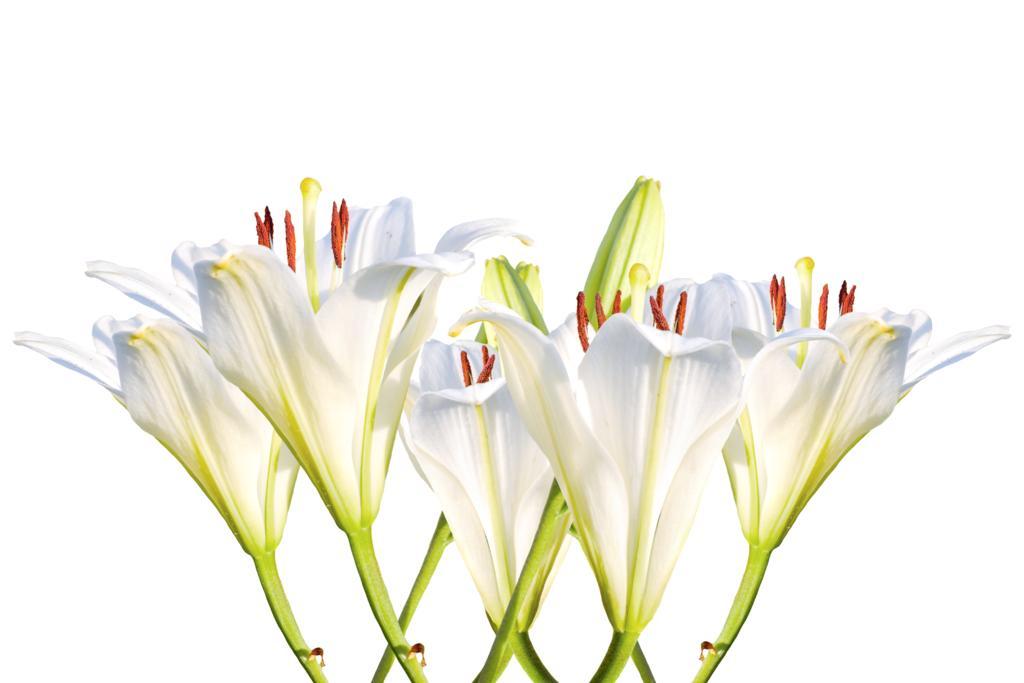 百合花 白色百合 开花 花 白 性质 百合科 观赏植物 白花