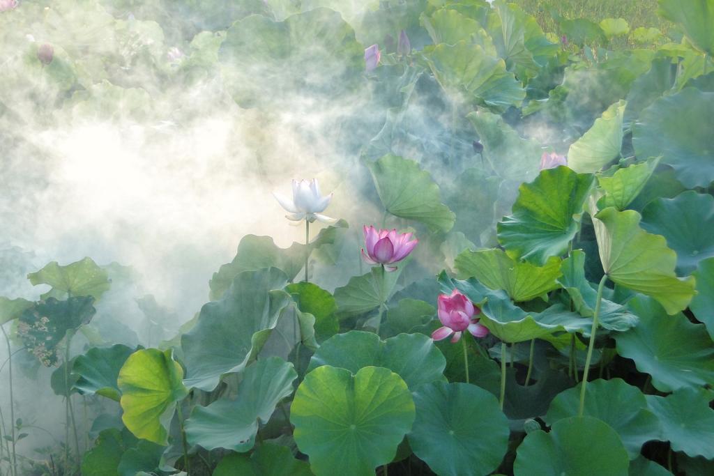 绿色唯美一池荷叶背景图片