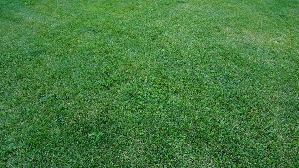 草坪 草 绿色 夏天 自然 春 花园 植物 原野 增长