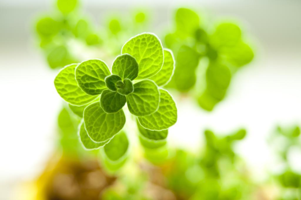 肉质 在这 绿色 花卉 植物 塔碧莎 迷你盆栽 大自然