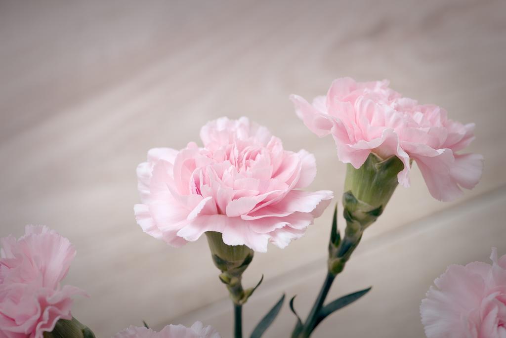 丁香 粉红色 粉红色的康乃馨 鲜花 粉色花 粉色的花 充满花朵