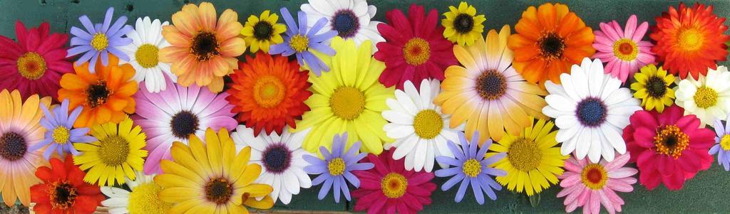 鲜花 丰富多彩 五颜六色的鲜花 夏季 夏季鲜花 秸秆花