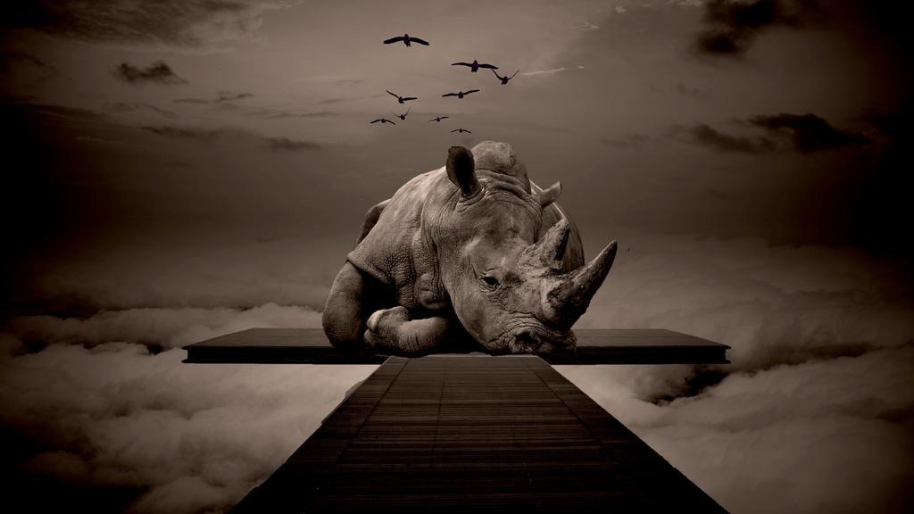 野生动物自然犀牛大雁天空宣传背景图片