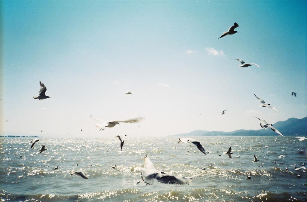 海鸥 昆明 动物 鸟