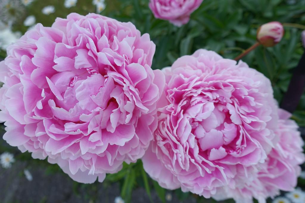 旅游自然户外盛开的牡丹背景图片