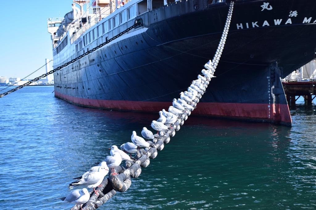 海 日本 海鸥 轮船