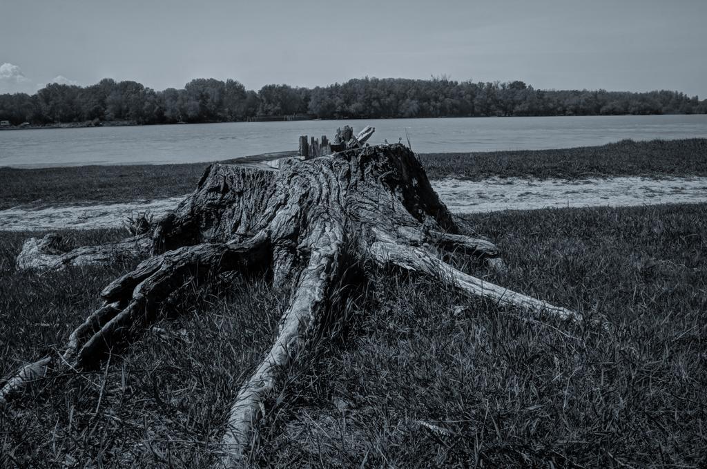树干 自然 环境 树皮 木材 污染 树 木 森林砍伐