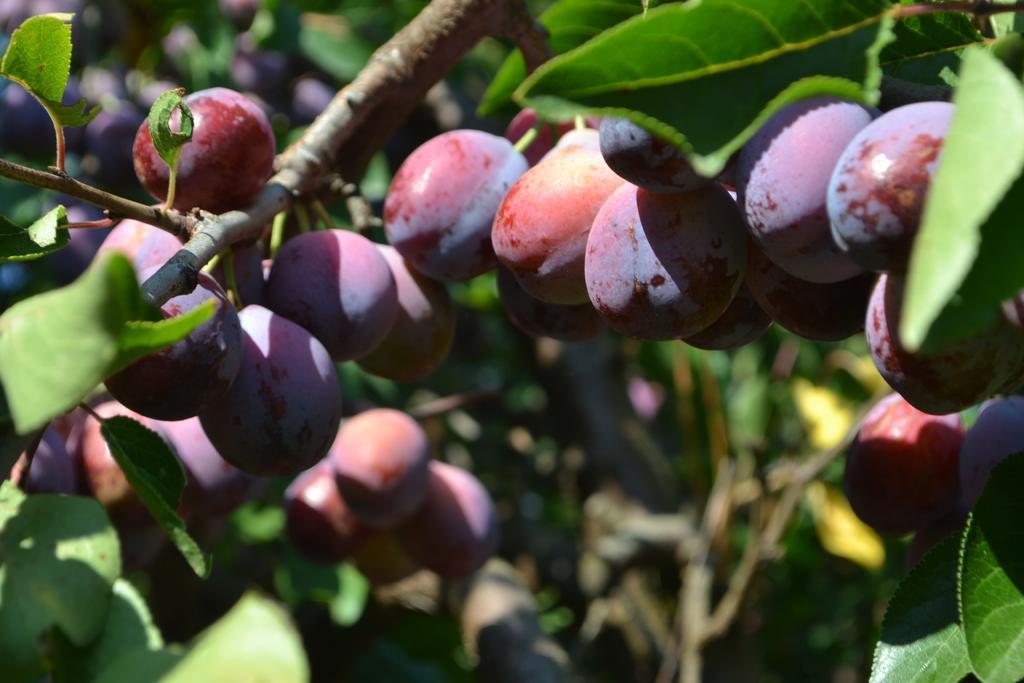 果园唯美结出的李子背景图片