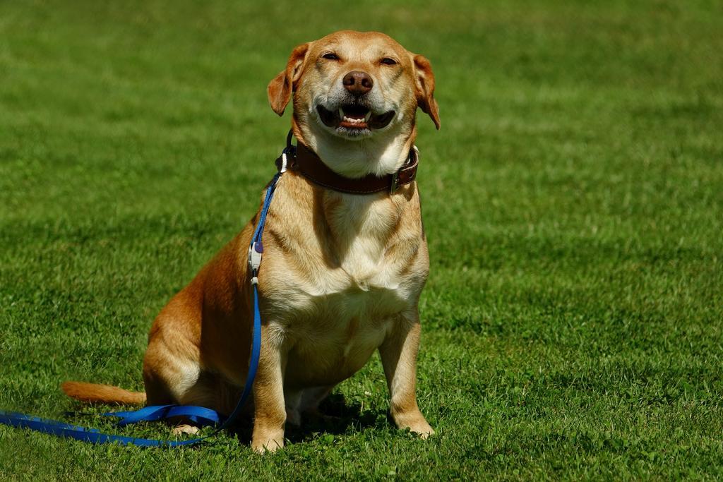 动物 狗 野生动物摄影 哺乳动物 微笑着狗狗