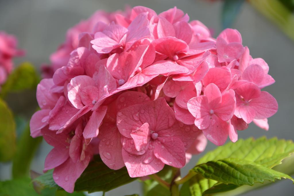 花 鲜花 植物 粉红色的绣球 开花 植物学 花瓣 场 绣球花