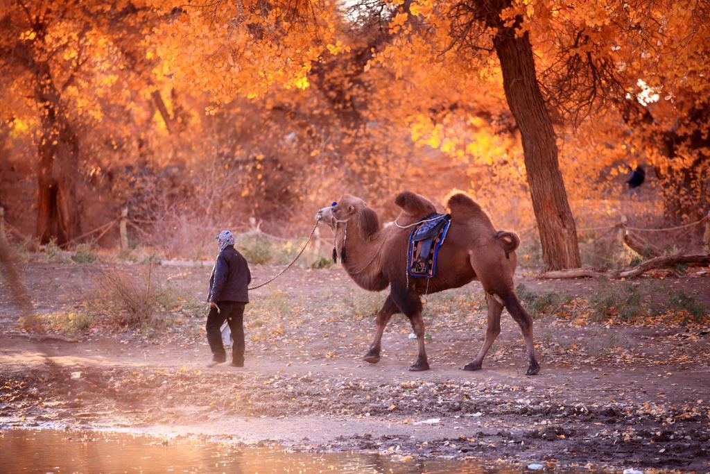 老人和棕色的骆驼背景图片